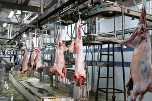 عرضه گوشت قرمز در کشتارگاه‌های رسمی در حدود ۱۵ درصد افزایش داشته است