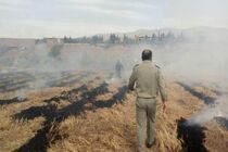 برخورد با متخلف سوزاننده کاه و کلش در لوشان