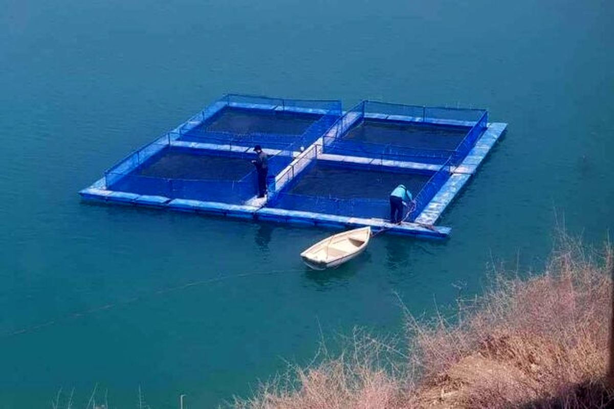 پرورش ماهی در قفس