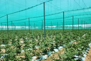 استقبال کشاورزان فارس از توسعه کشت در گلخانه های تابع اقلیم