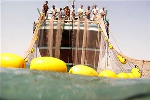 ایران دارنده رتبه اول صید فانوس ماهیان در اقیانوس هند است