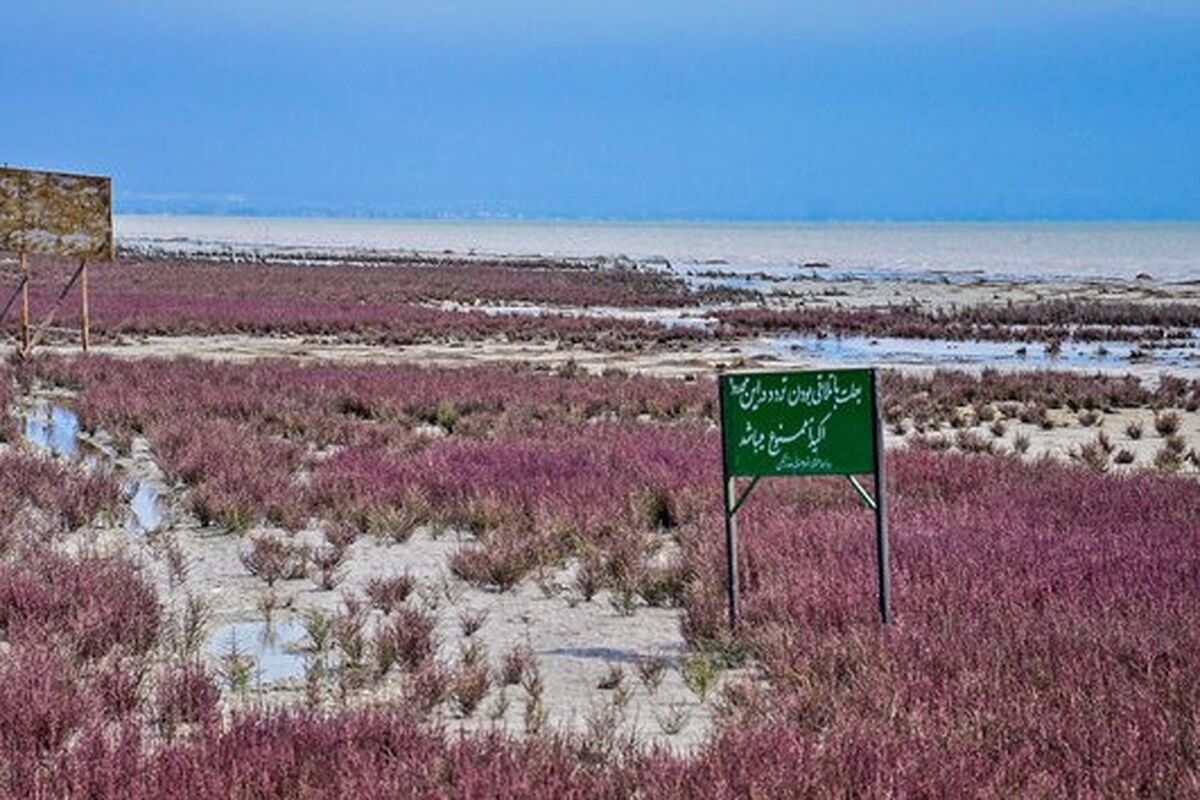 کانال های انتقال آب خلیج گرگان