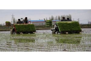 تجهیز و نوسازی 50 هزار هکتار از شالیزارهای مازندران