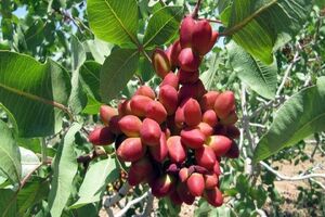 صادرات۱۹ هزار تن پسته ایرانی/قیمت هر کیلوگرم پسته تجاری ۹ دلار 
