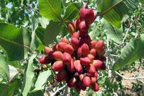 صادرات۱۹ هزار تن پسته ایرانی/قیمت هر کیلوگرم پسته تجاری ۹ دلار 