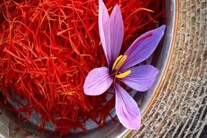 پیش بینی تولید ۴۰۰ کیلوگرم زعفران در نی ریز