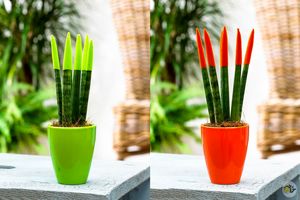 بهترین گل های آپارتمانی برای تصفیه هوای خانه/کدام گیاهان هوای خانه را تصفیه می کنند؟