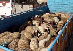 انهدام باند سارقان احشام در نطنز / کشف 300 راس دام سرقتی