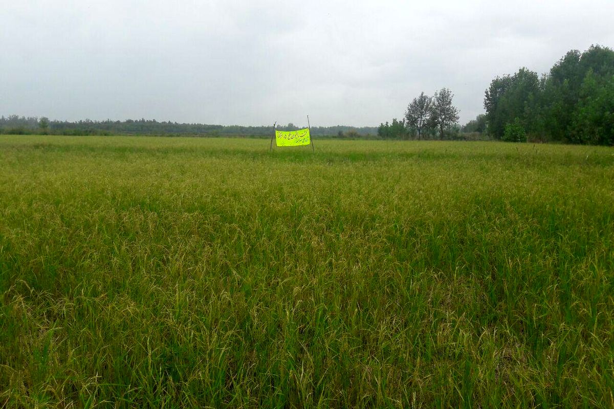 شلتوک راتون