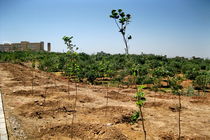 تولید ۴۰۰ هزار اصله نهال جنگلی