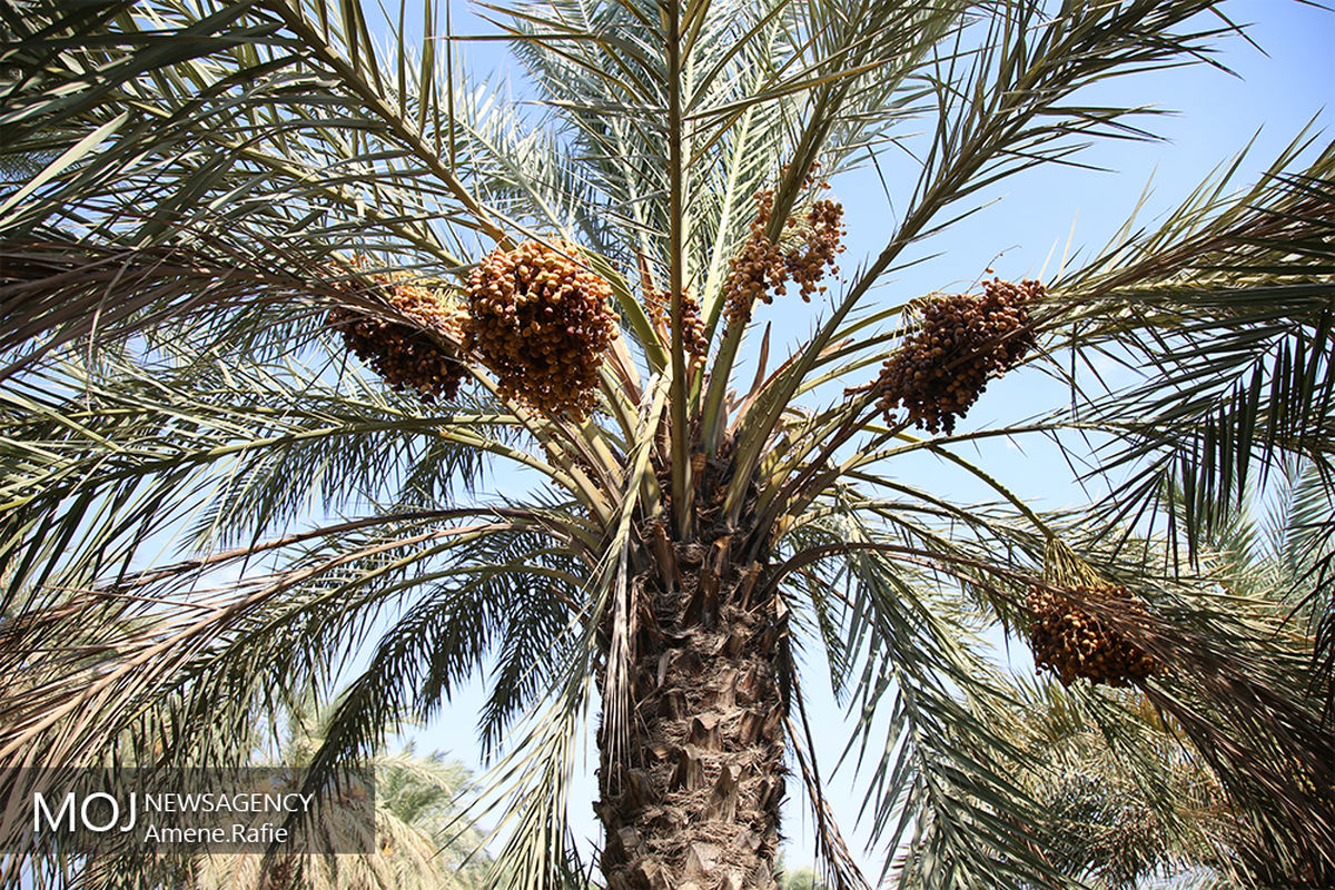 برداشت خرما از نخلستان های شادگان خوزستان