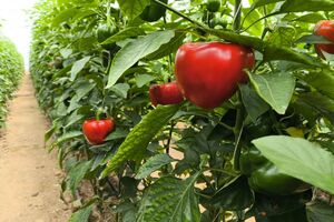 افتتاح گلخانه تولید سبزی و صیفی در آباده با ظرفیت سالانه ۲۰۰ تن محصول