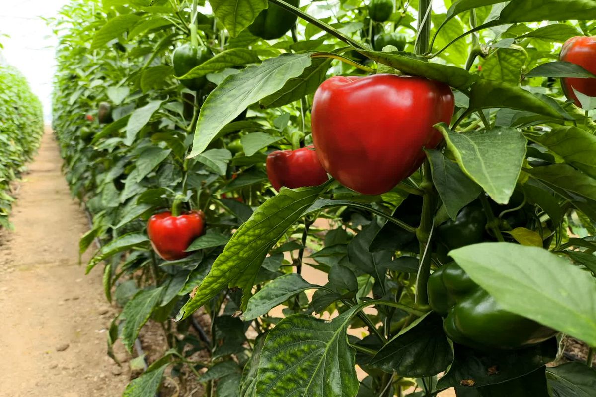 جهاد کشاورزی فارس 