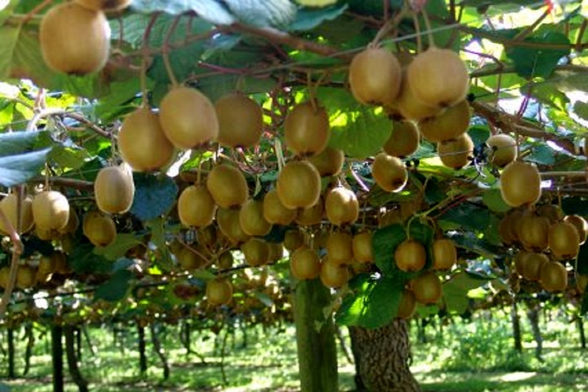  برداشت کیوی 