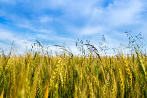 32 هزار هکتار از مزارع مازندران به کشت جو اختصاص یافته است