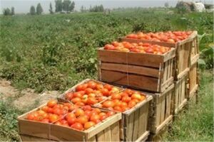 ۳۴۰ هزار تن محصولات کشاورزی در شهرستان رامیان تولید شد