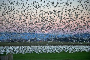 آنفلوانزای فوق حاد پرندگان زیر ذره بین پایش و مراقبت فعال