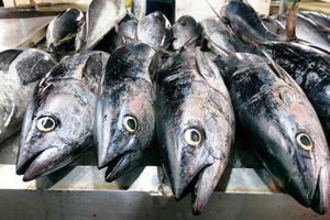 آغاز عرضه مستقیم آبزیان از  امروز در بندرعباس 