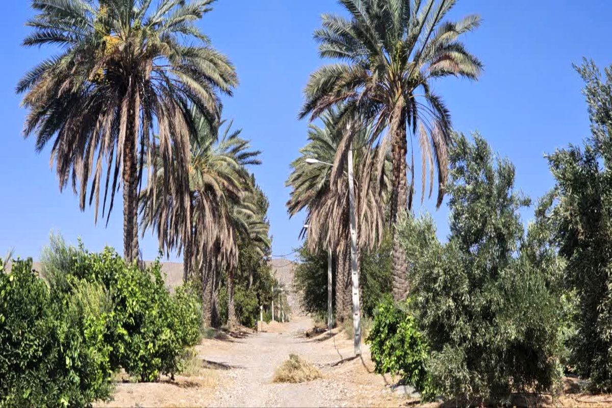نخلیات