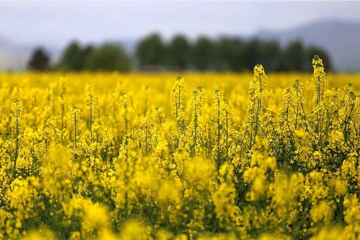 کلزا