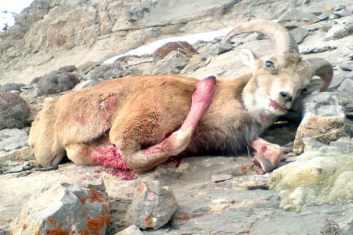 اصفهان- شکار