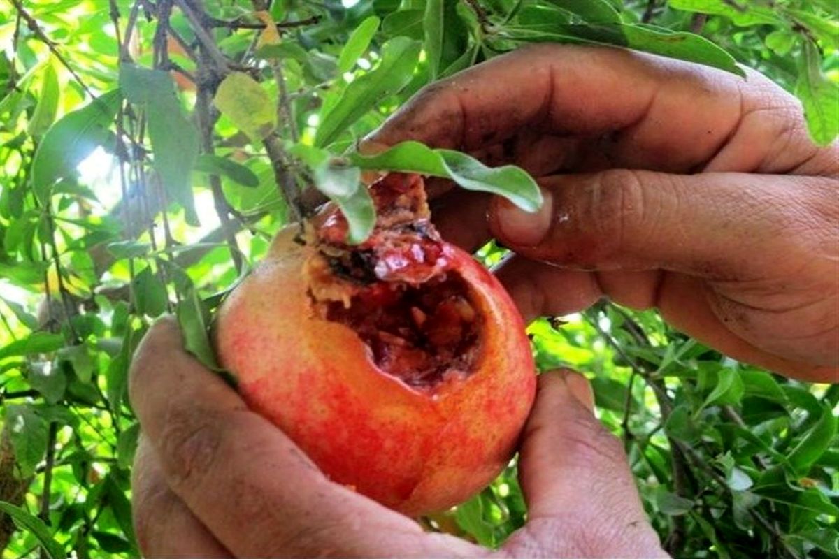 کرم گلوگاه انار