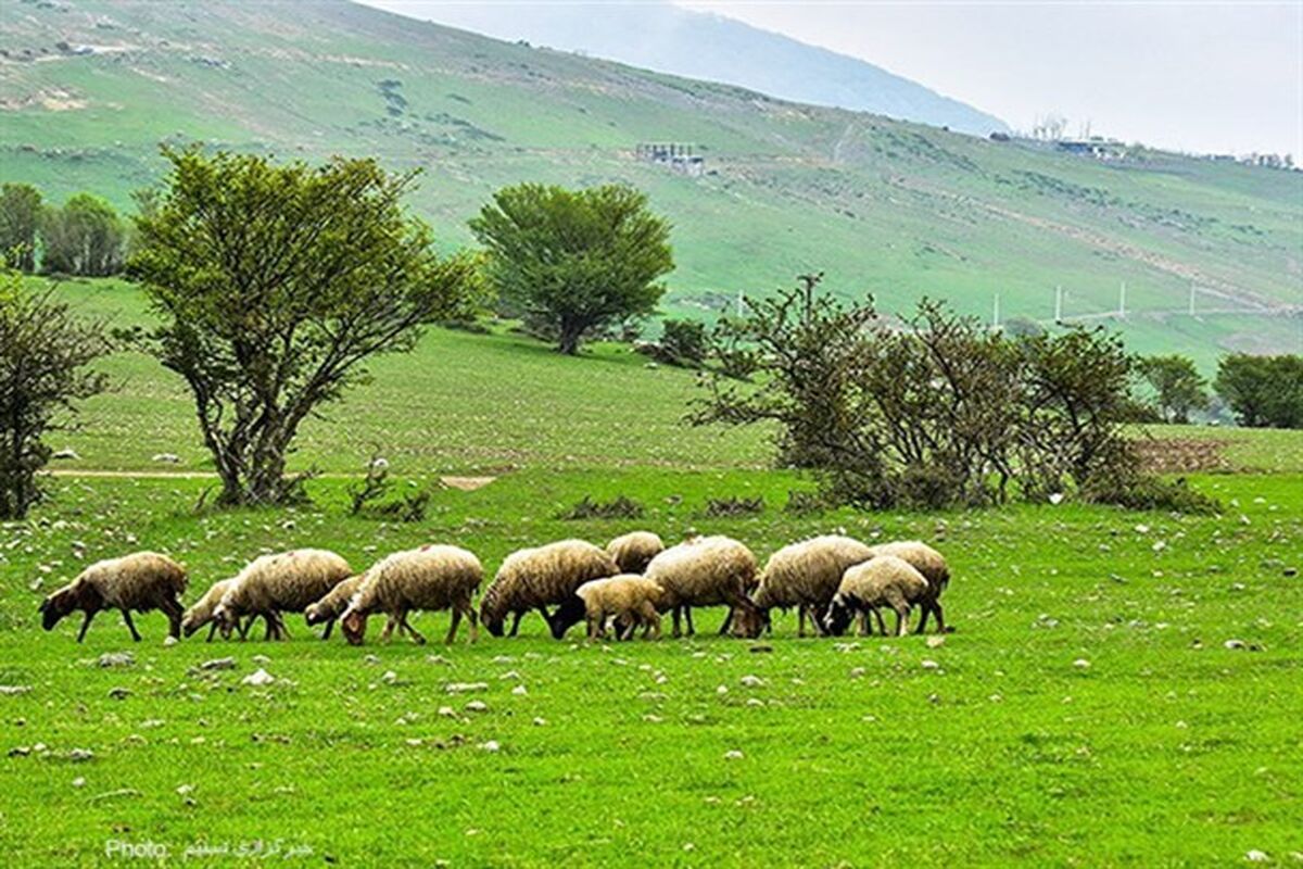 چراگاه  دام