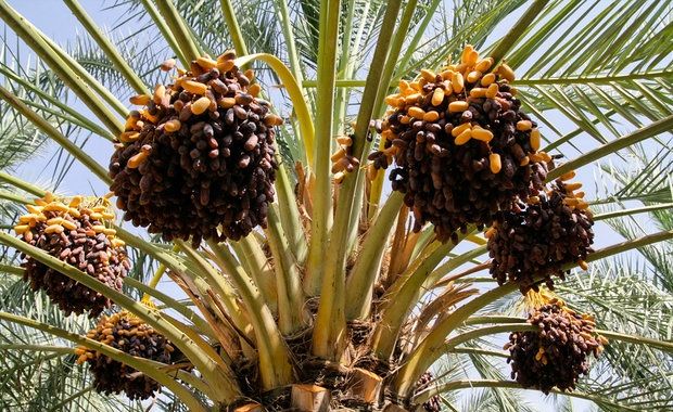 آغاز برداشت خرمای پیارم در هرمزگان