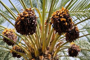 آغاز برداشت خرمای پیارم در هرمزگان