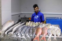 قیمت ماهی تابع عرضه و تقاضاست