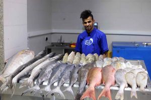 قیمت ماهی تابع عرضه و تقاضاست