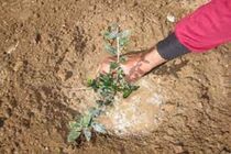 کاشت ۲۶۰ هزار اصله نهال در استان مرکزی 