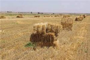 تأمین علوفه دام با استفاده از کاه و کلش شلتوک