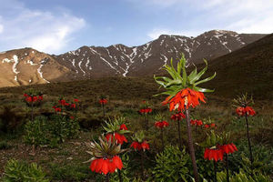 ممنوعیت ورود گردشگران به منطقه شکار ممنوع گلستان‌کوه خوانسار