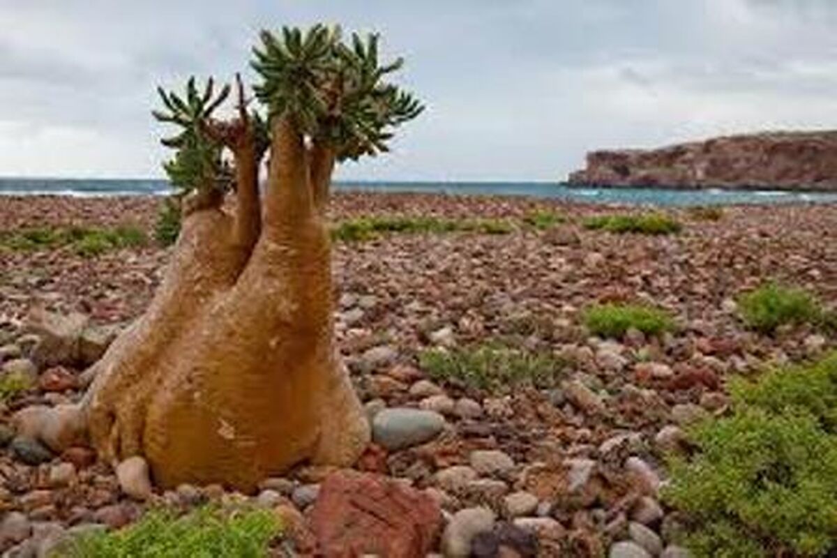جزیره