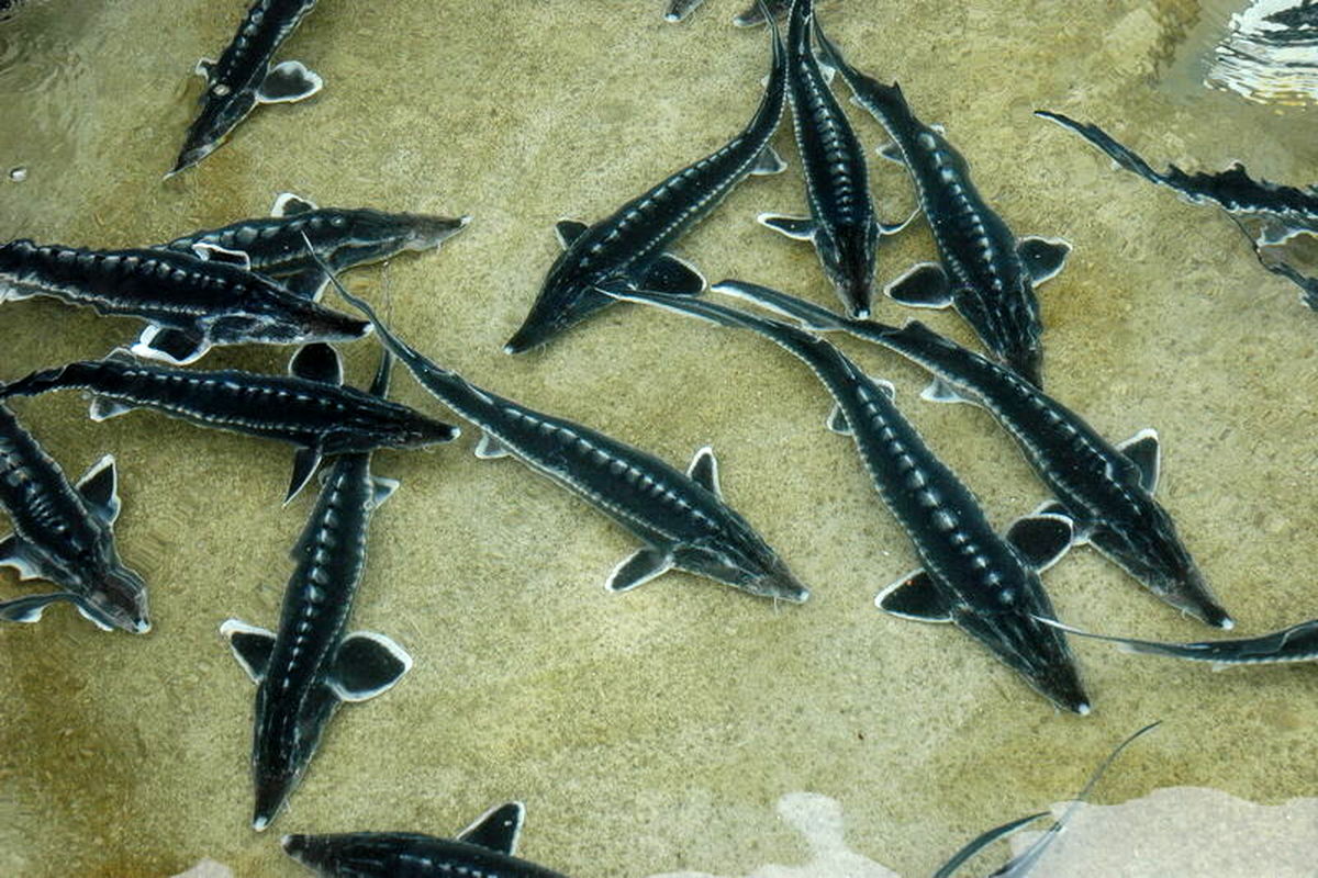 ماهیان خاویاری 