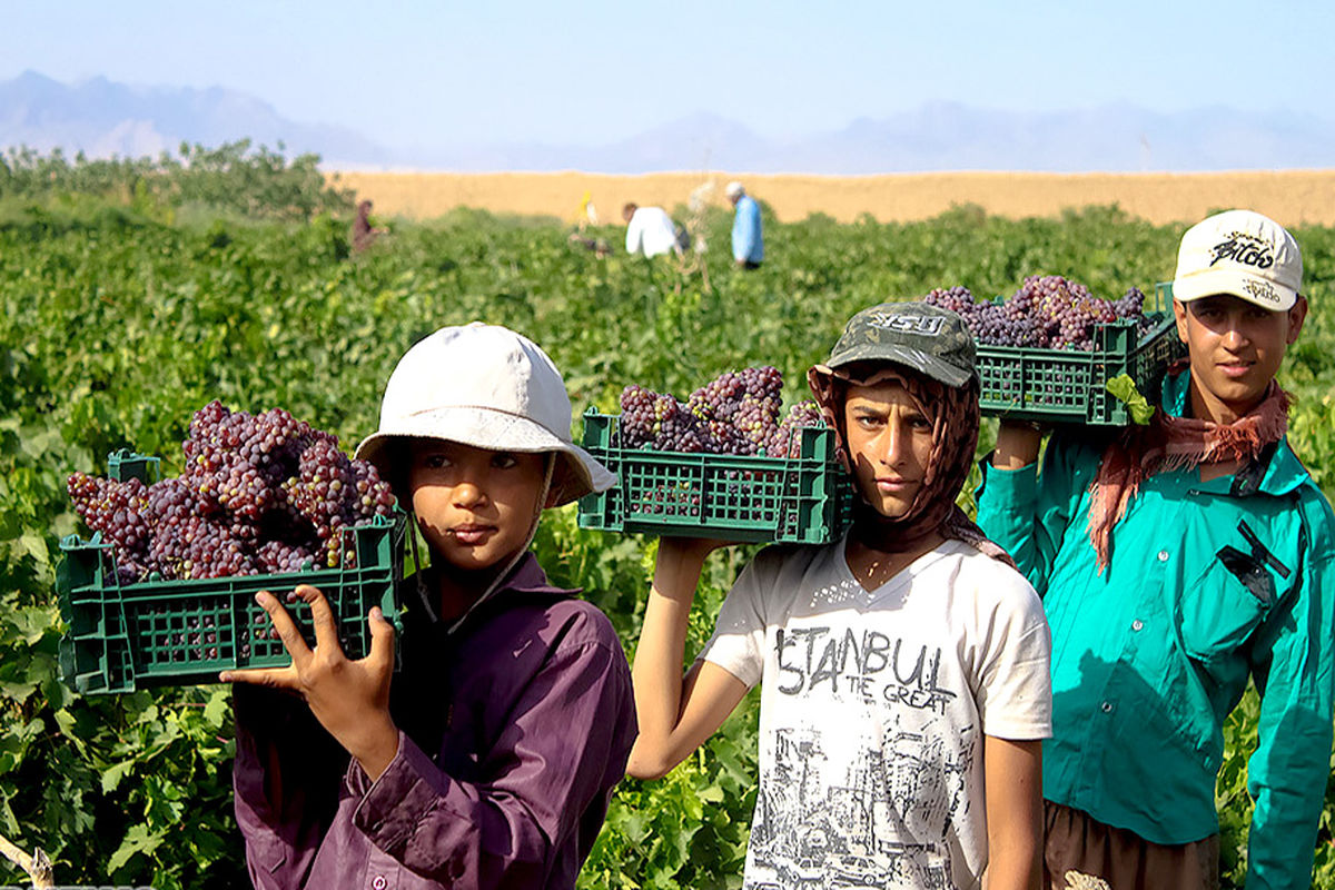 برداشت انگور در خراسان رضوی