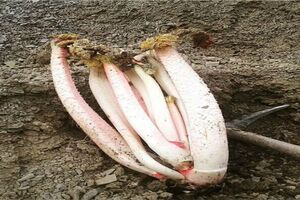 بیش از ۷۰۰ تن ریواس در نیشابور برداشت شد