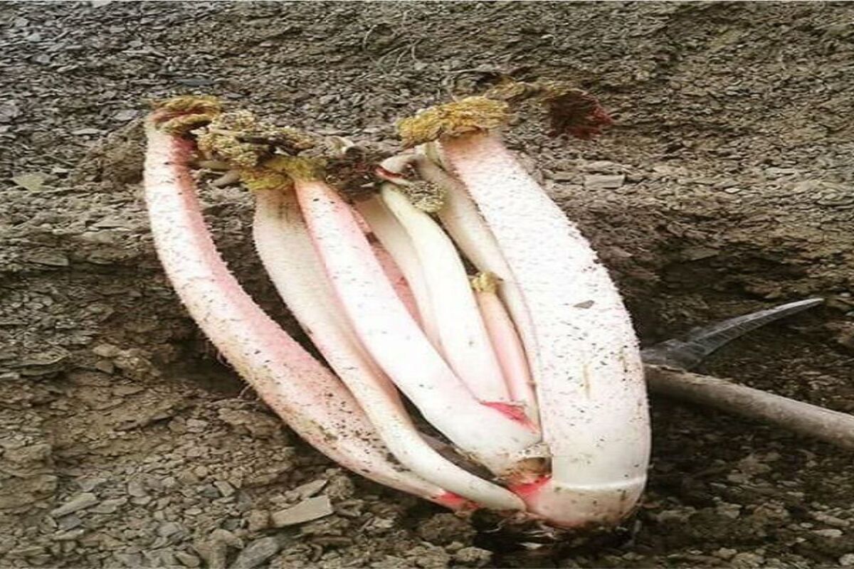 ریواس نیشابور
