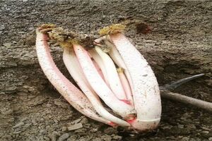 بیش از ۷۰۰ تن ریواس در نیشابور برداشت شد