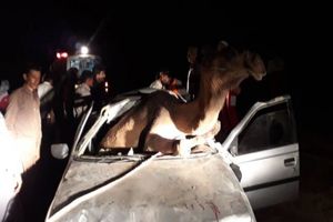 تصادف با شتر در محور جاسک یک کشته بر جای گذاشت