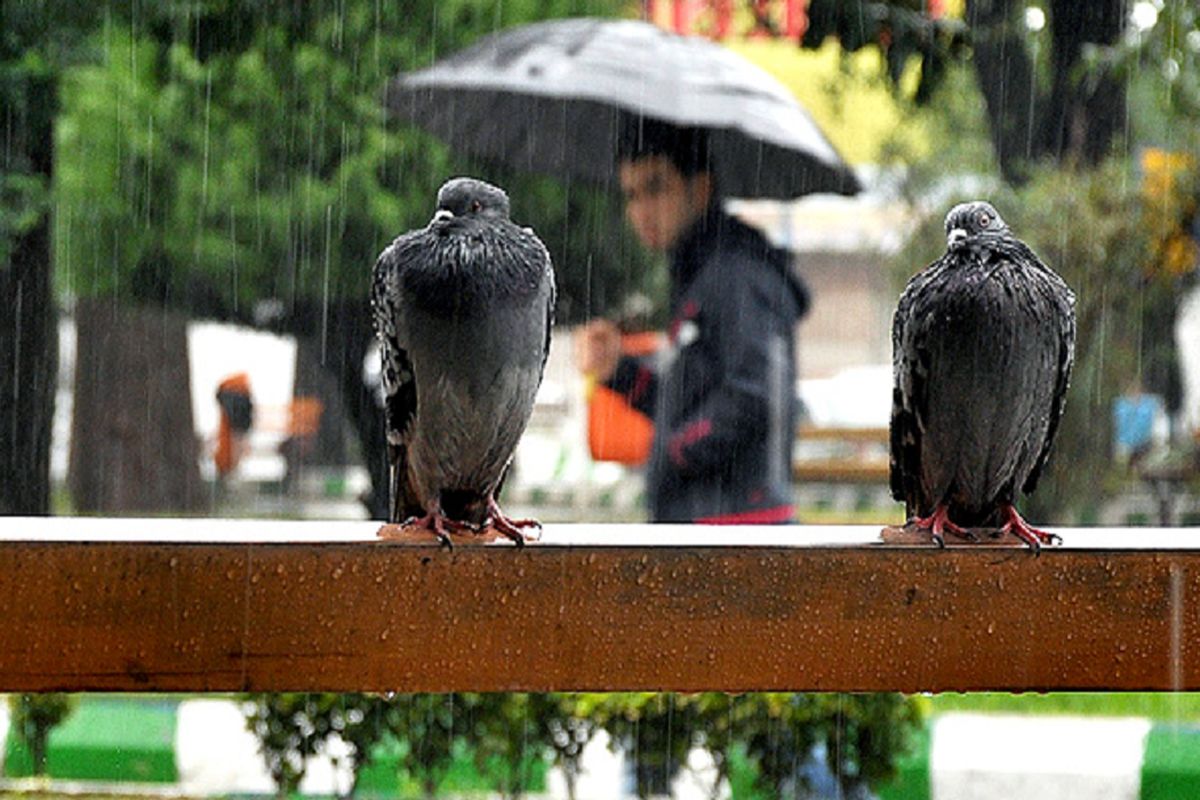 بارندگی در شمال