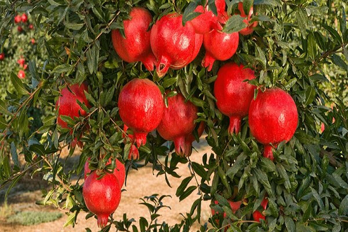 اصفهان- برداشت انار