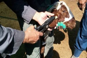 طرح ملی پلاک‌کوبی دام در کشور اجرا می‌شود