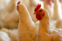 رونمایی از واکسن جدید اورنیتوباکتریوم راینوتراکئیال در زمینه طیور