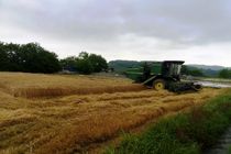 آغاز برداشت جو در 120 هکتار مزارع سوادکوه‌شمالی