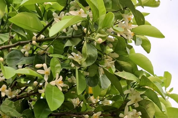 آغاز برداشت بهار نارنج در فارس