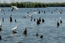 بازدید معاون رییس جمهور از پناهگاه حیات وحش سلکه