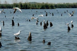 بازدید معاون رییس جمهور از پناهگاه حیات وحش سلکه