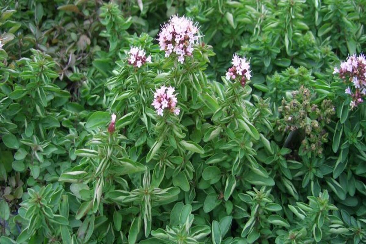 گیاه دارویی مرزنجوش